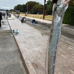 タチウオ