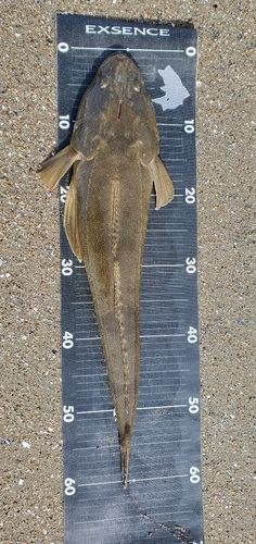 マゴチの釣果