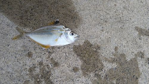 ヒイラギの釣果