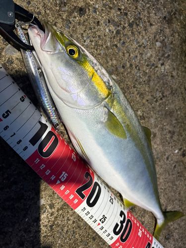 イナダの釣果