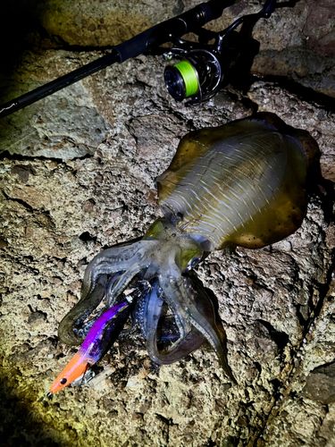 アオリイカの釣果