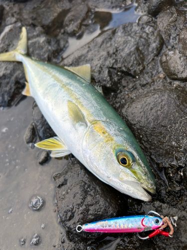 ワカシの釣果