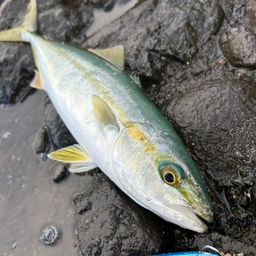 ワカシ