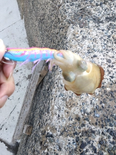コウイカの釣果