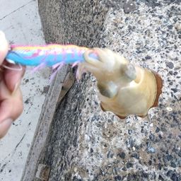 コウイカ
