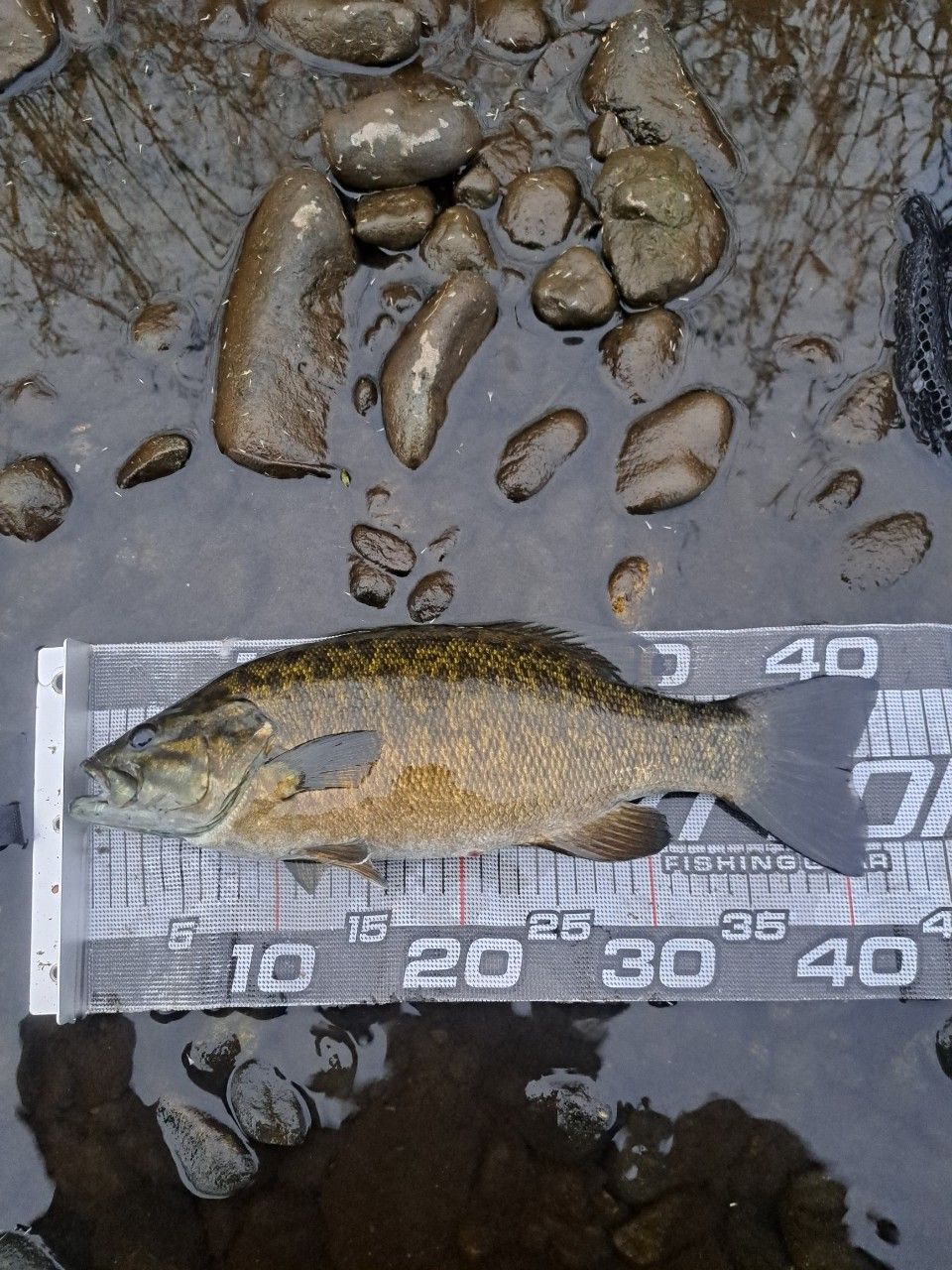 スモールマウスバス