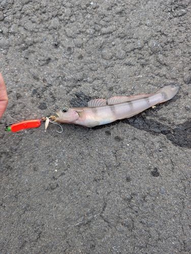 リュウグウハゼの釣果
