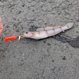 リュウグウハゼ