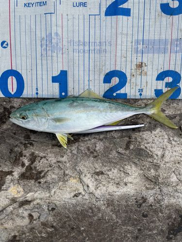 ツバスの釣果