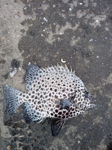 イシガキダイの釣果