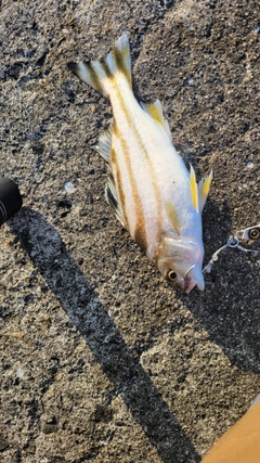 コトヒキの釣果