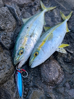 ワカシの釣果