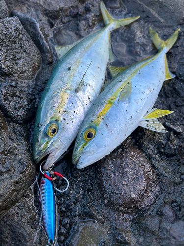 ワカシの釣果