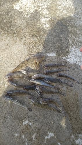 ハゼの釣果