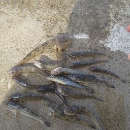 ハゼ