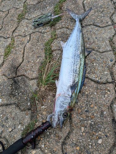 サゴシの釣果