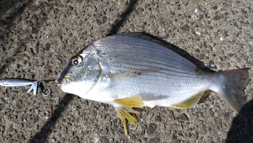ヘダイの釣果