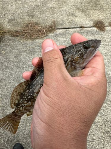アイナメの釣果