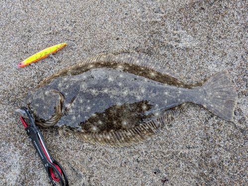 ヒラメの釣果
