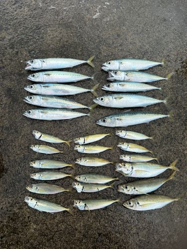 アジの釣果