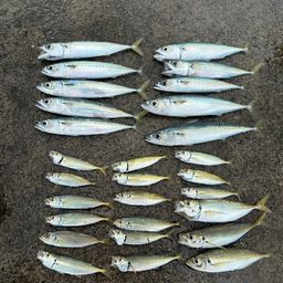 アジ