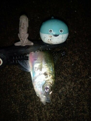 マアジの釣果