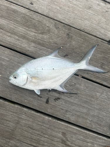 コバンアジの釣果