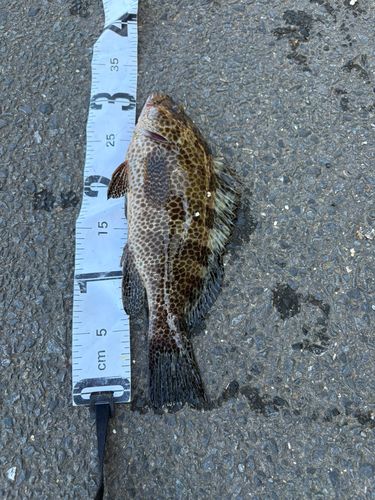オオモンハタの釣果