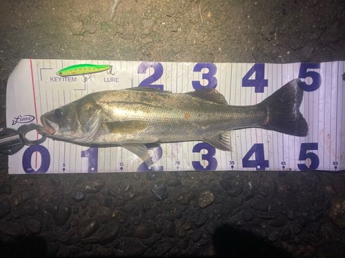 フッコ（マルスズキ）の釣果