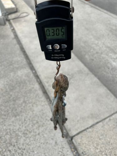 タコの釣果