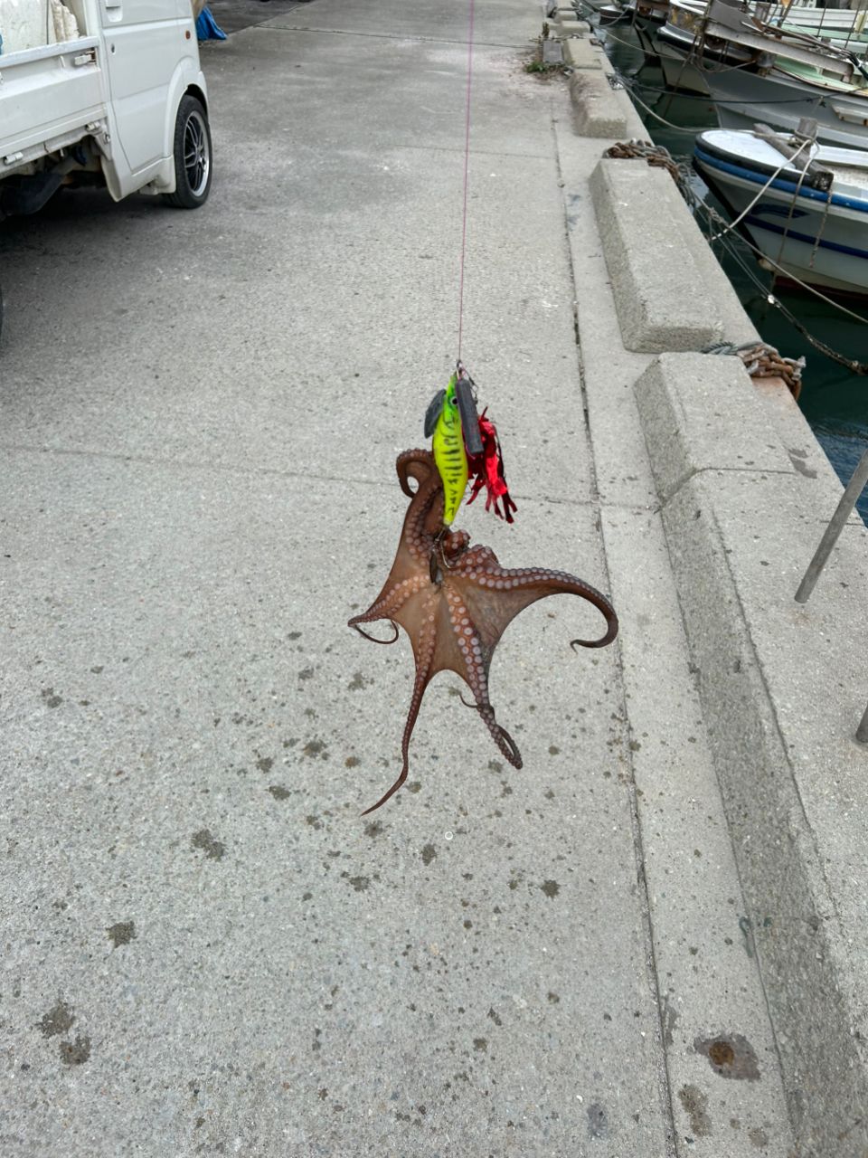 タコ