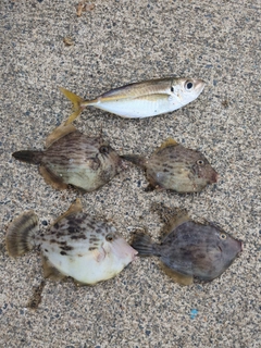 カワハギの釣果