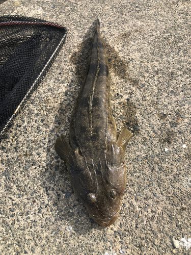マゴチの釣果