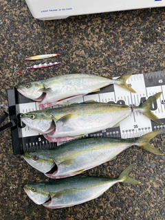 イナダの釣果