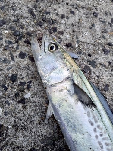 サゴシの釣果