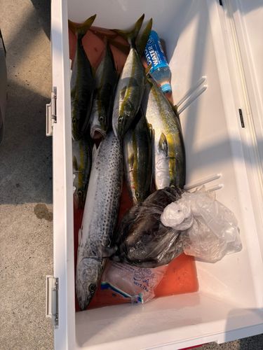 サゴシの釣果