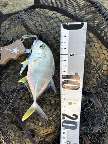 オニヒラアジの釣果
