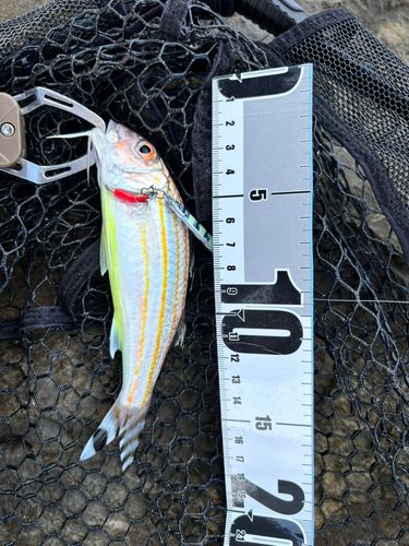 アカヒメジの釣果