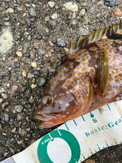 キジハタの釣果