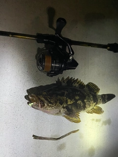ベッコウゾイの釣果