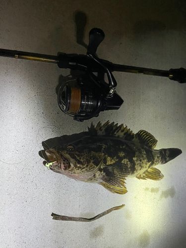ベッコウゾイの釣果