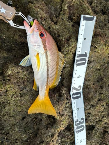 タテフエダイの釣果
