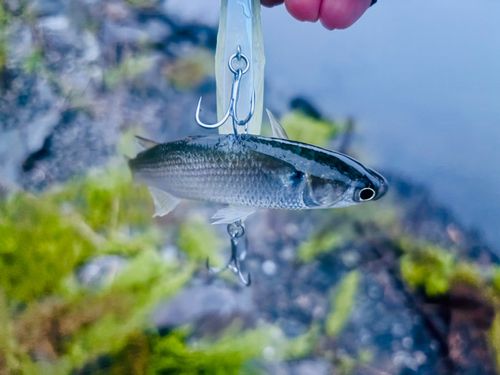 ボラの釣果