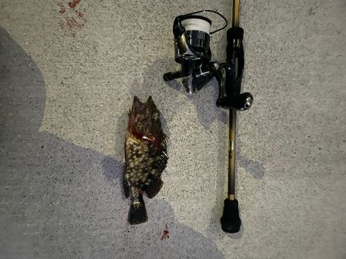 カサゴの釣果
