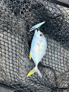 メッキの釣果