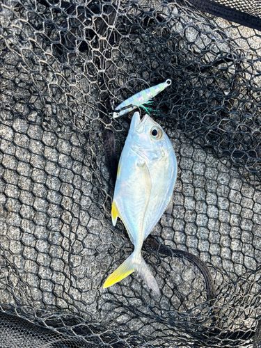 メッキの釣果