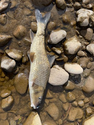 ニゴイの釣果