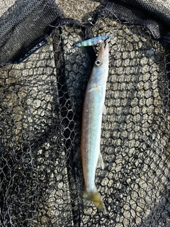 カマスの釣果