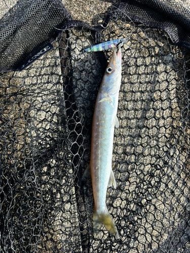 カマスの釣果