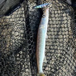 カマス